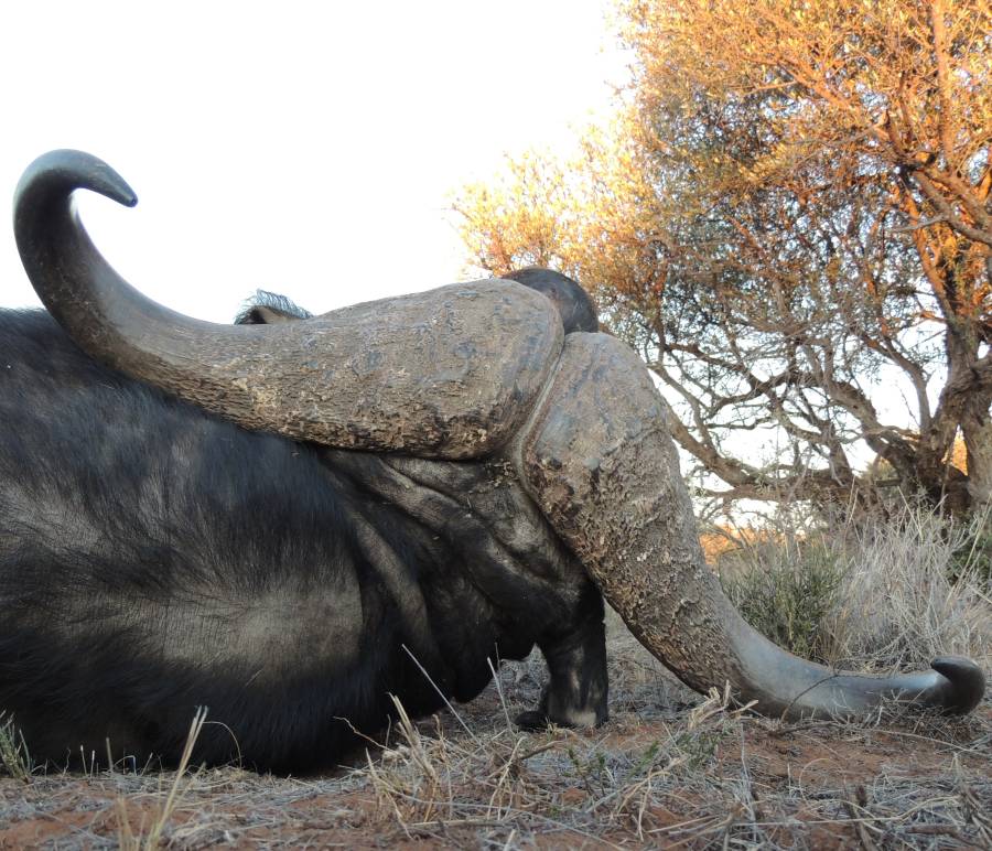 Leopard Hunting in Namibia & Brown Hyena Cancelation Hunt