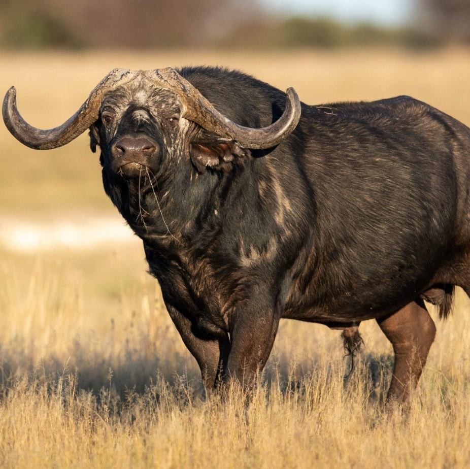Leopard Hunting in Namibia & Brown Hyena Cancelation Hunt