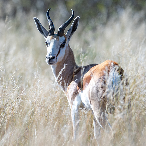 Leopard Hunting in Namibia & Brown Hyena Cancelation Hunt