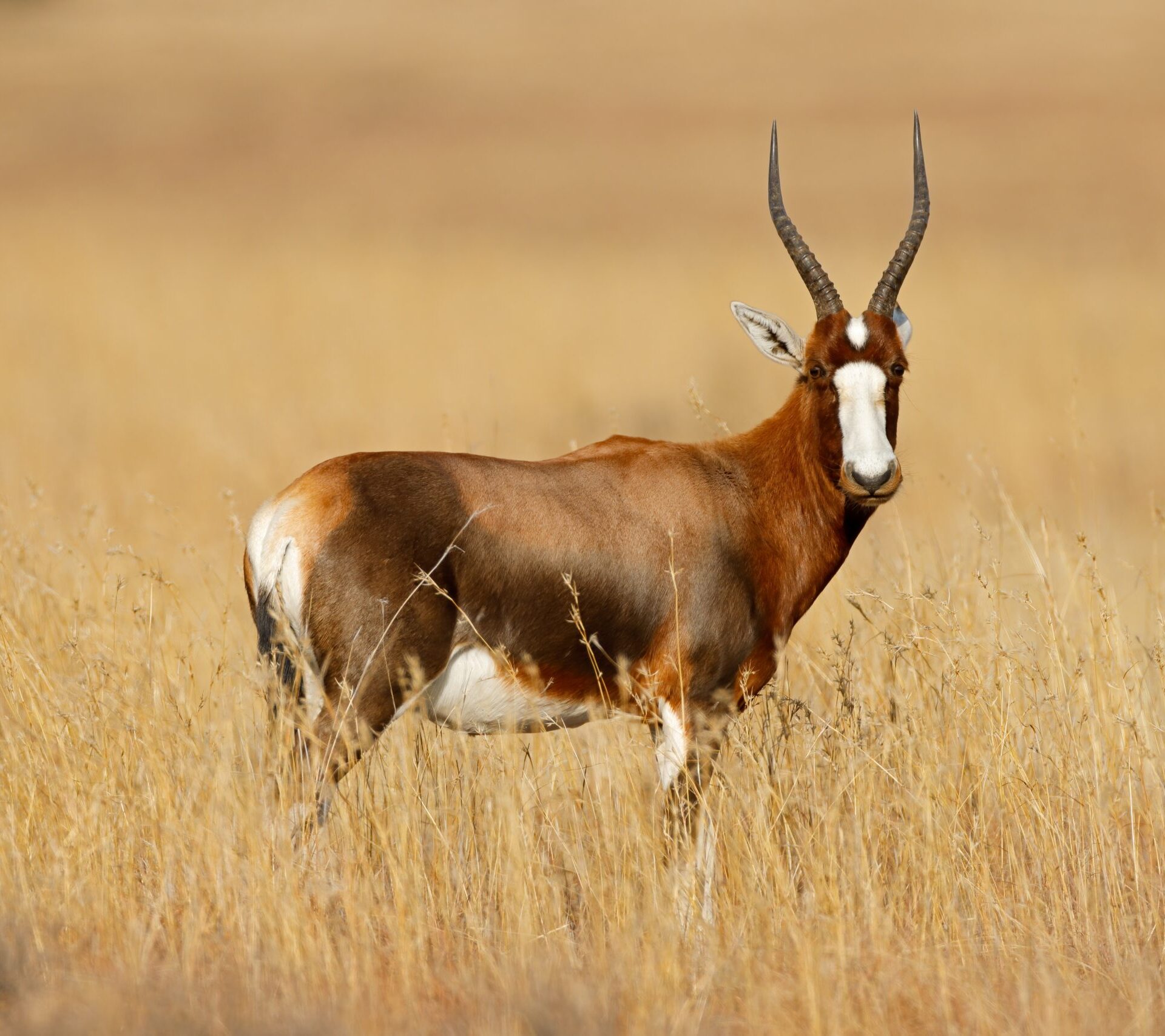 Leopard Hunting in Namibia & Brown Hyena Cancelation Hunt