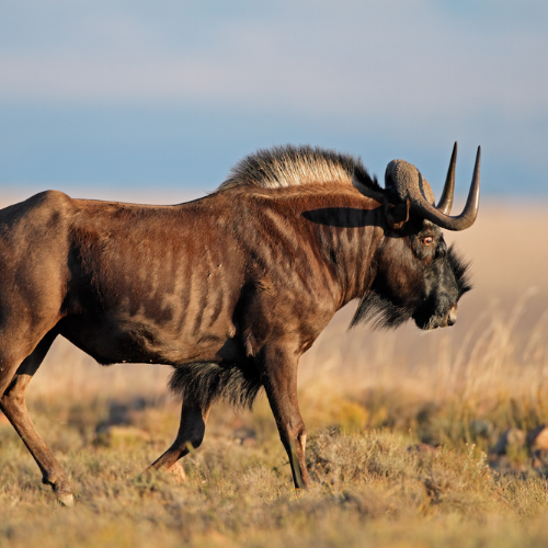 Leopard Hunting in Namibia & Brown Hyena Cancelation Hunt