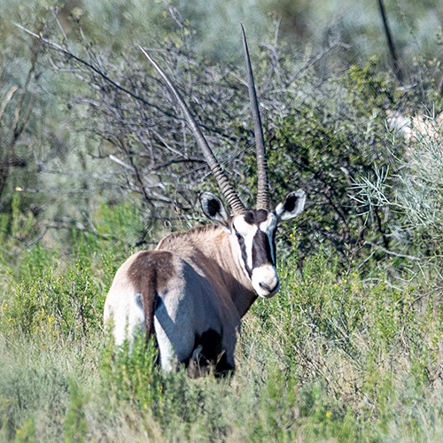 Leopard Hunting in Namibia & Brown Hyena Cancelation Hunt