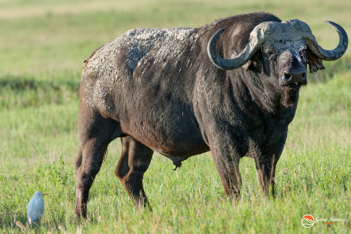 Buffalo Hunting in Namibia