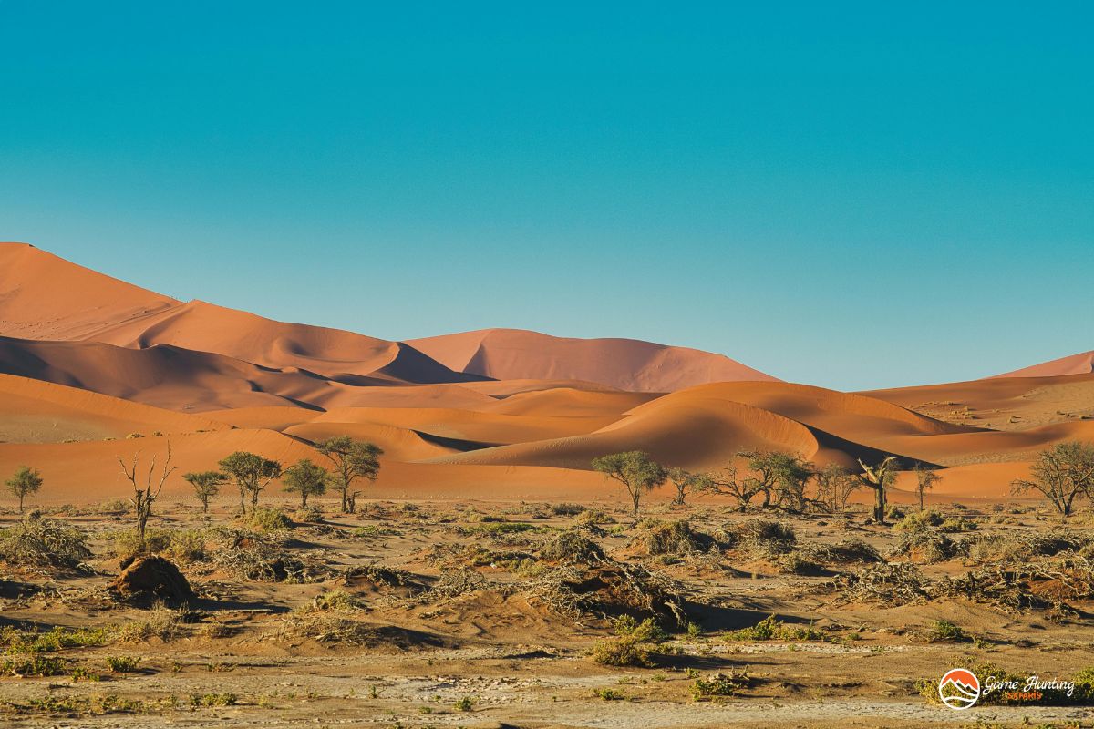 Buffalo Hunting in Namibia - Namibia Destination Picture