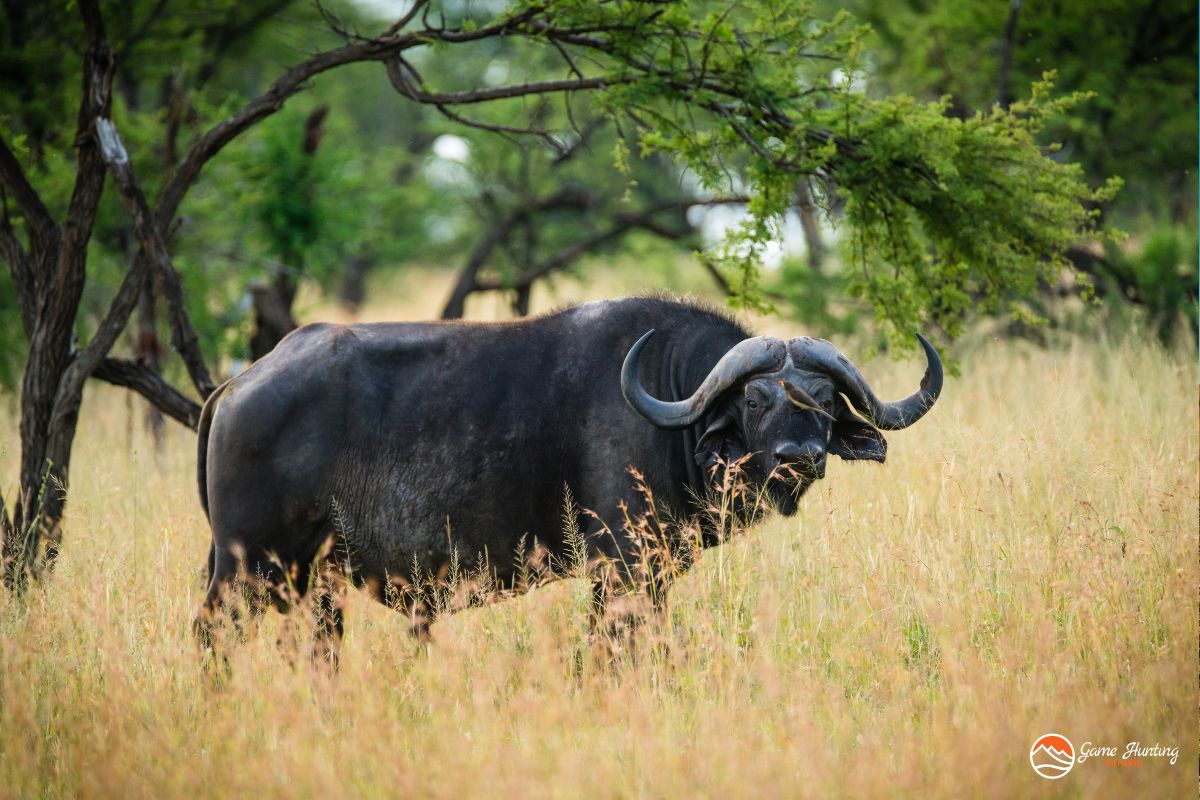 Cape Buffalo 