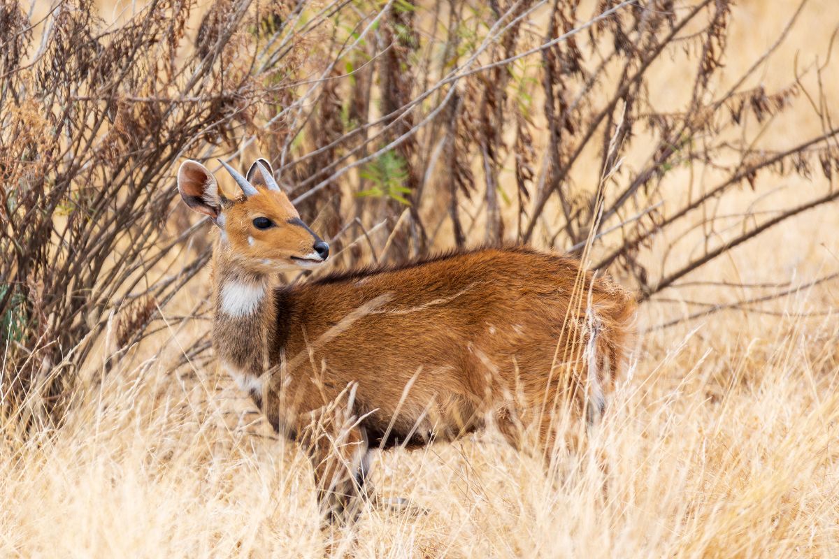 Menelik's Bushbuck 