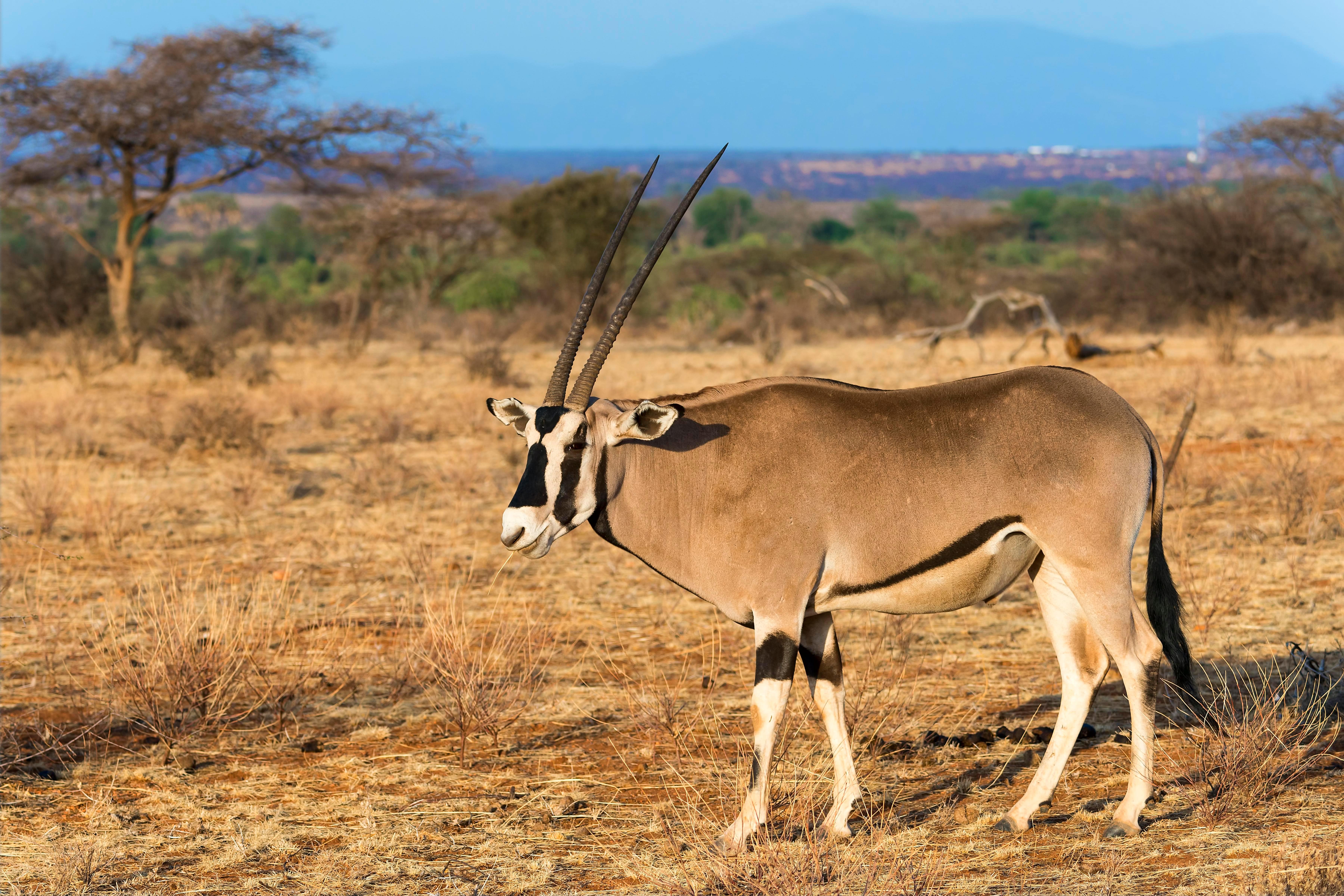 Beisa Oryx 