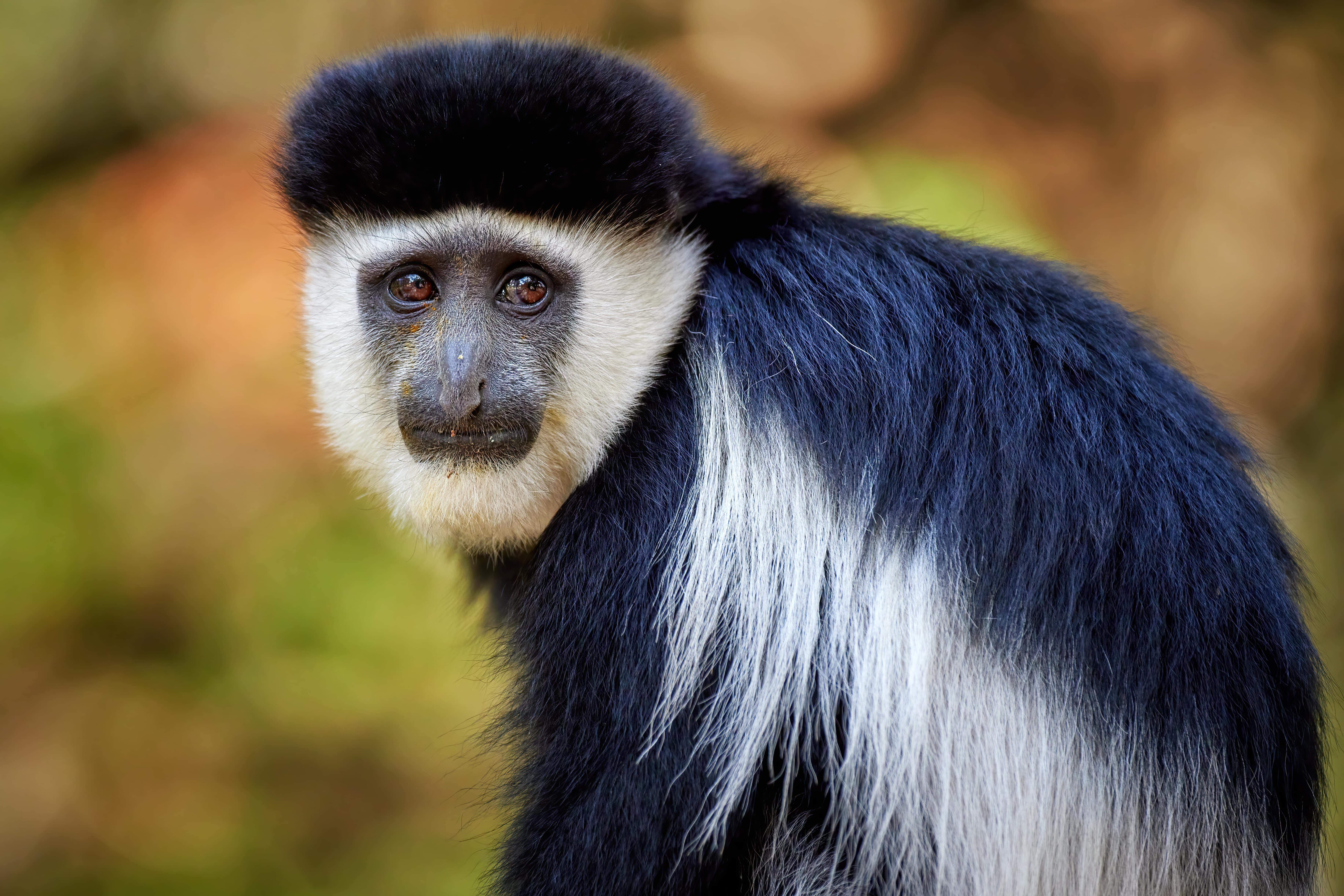 Black and White Colobus 