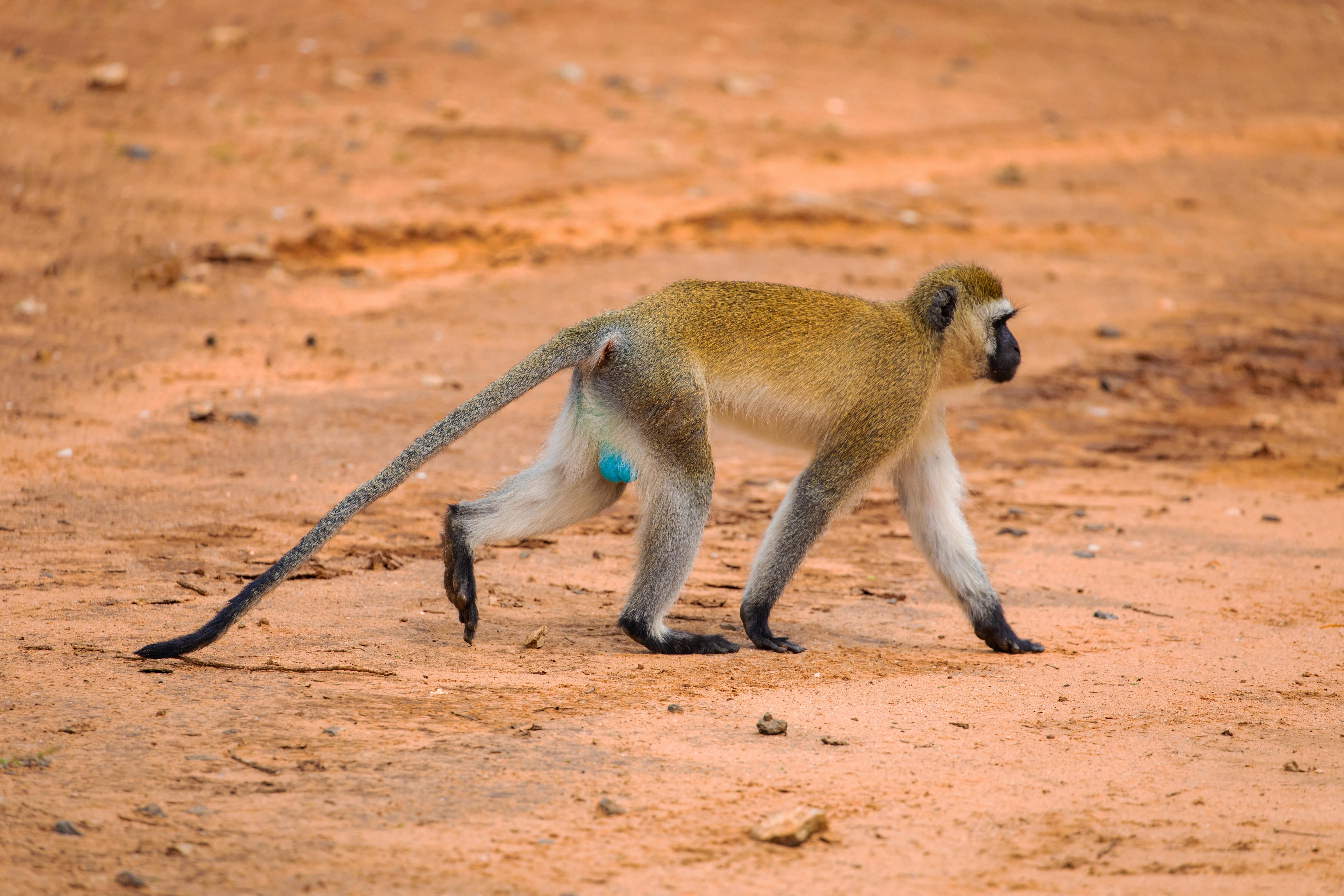 Grivet Monkey