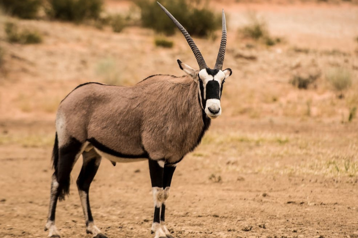 Gemsbok Hunting Safaris in Africa