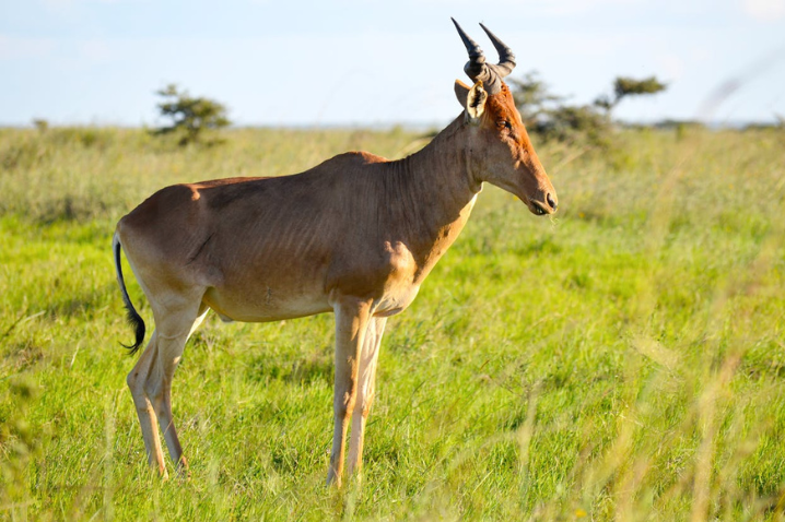 JACKSONS HARTEBEEST