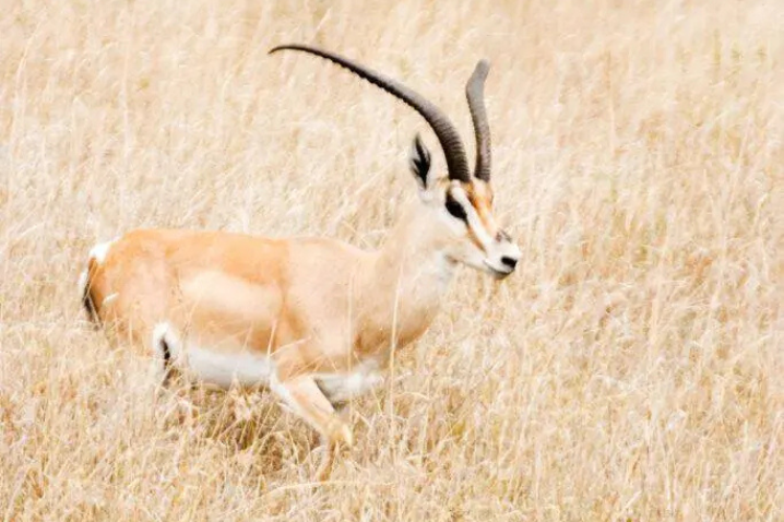 ROBERTS GAZELLE