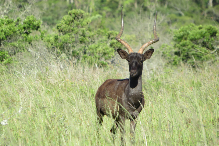 BLACK IMPALA