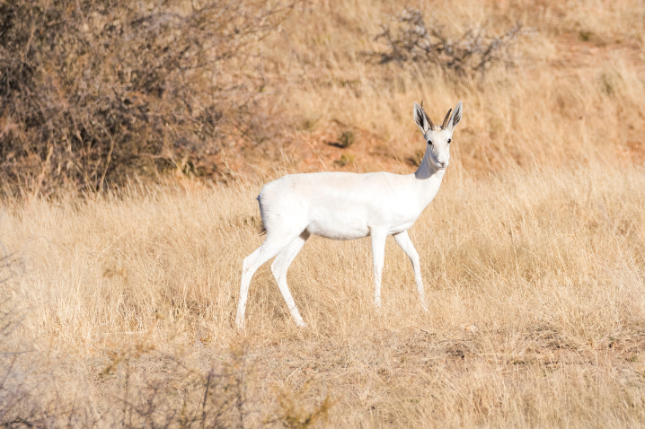WHITE SPRINGBOK