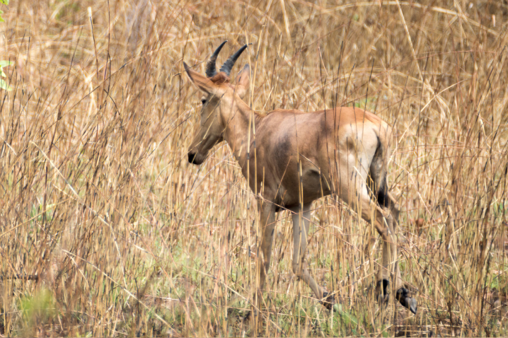 WESTERN HARTEBEEST