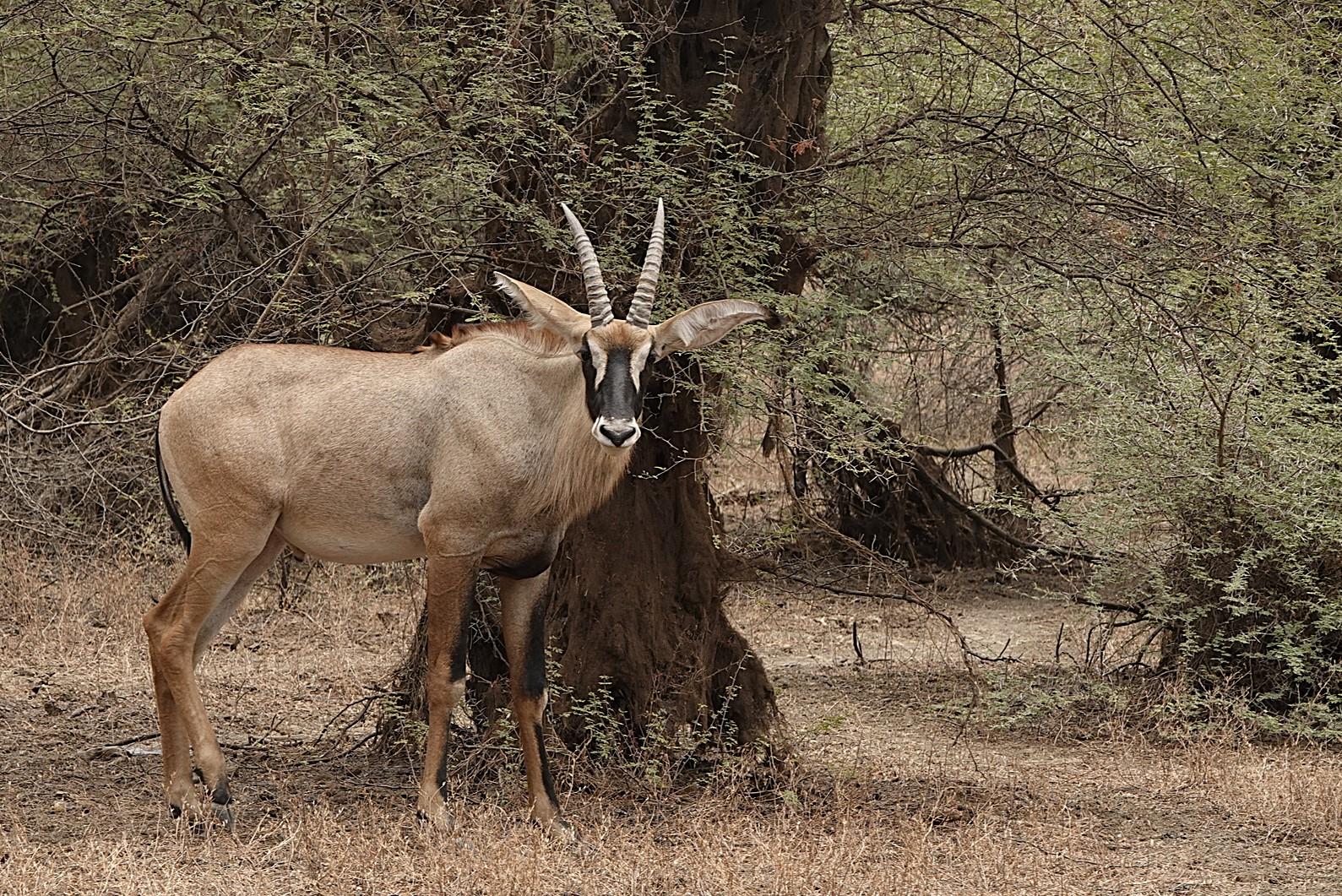Western Roan Hunting in Cameroon: Costs, Difficulty & What to Really Expect