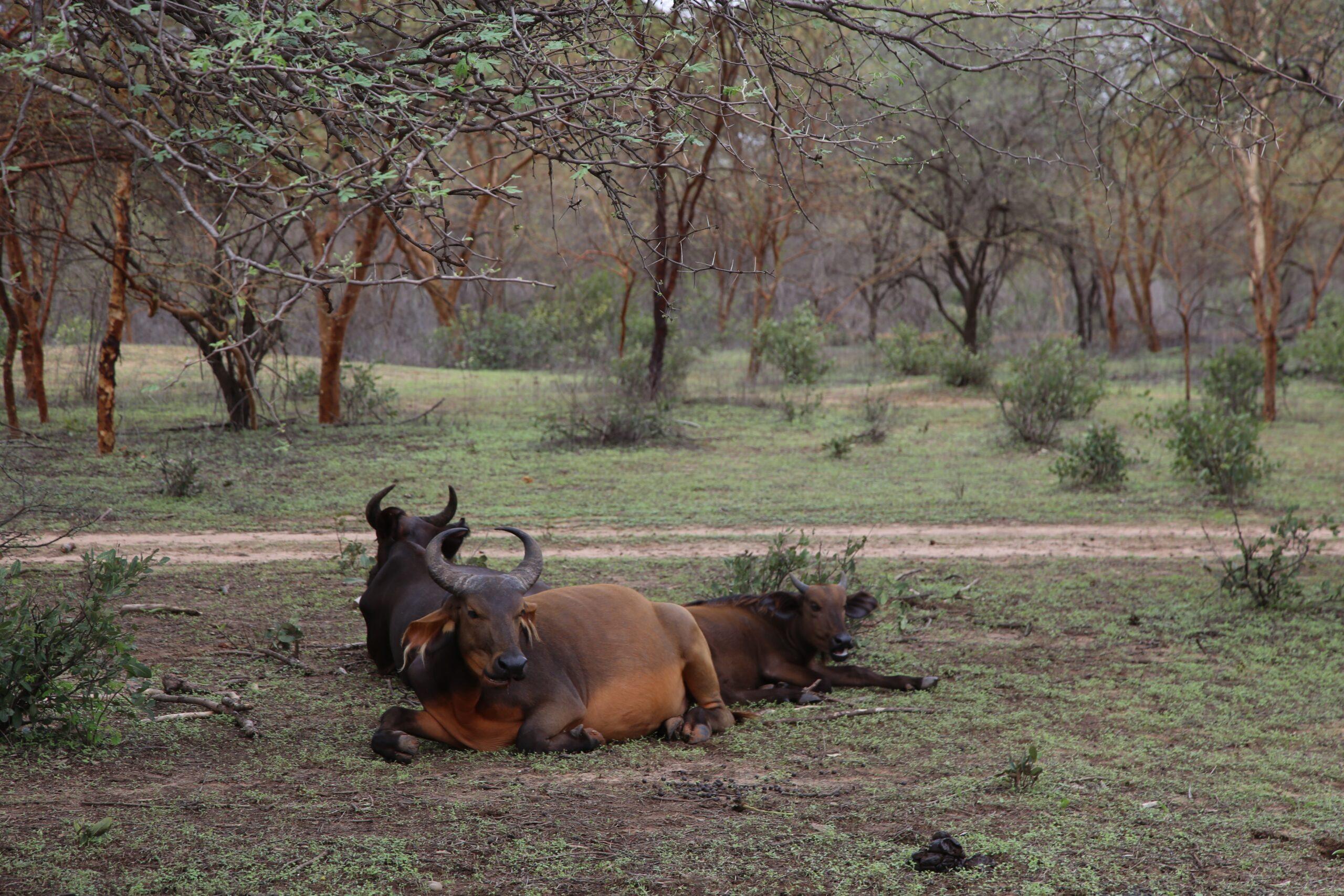 West African Savanna Buffalo 