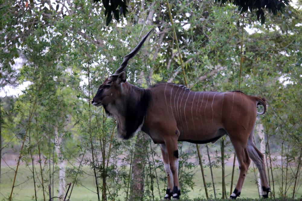 Lord Derby Eland Hunting in Cameroon (Cost, Difficulty & What to Expect)