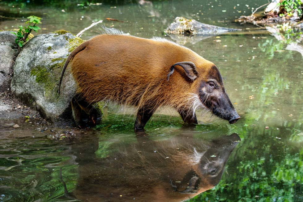 Red River Hog Hunting in Cameroon (Cost, Difficulty, and What to Expect)