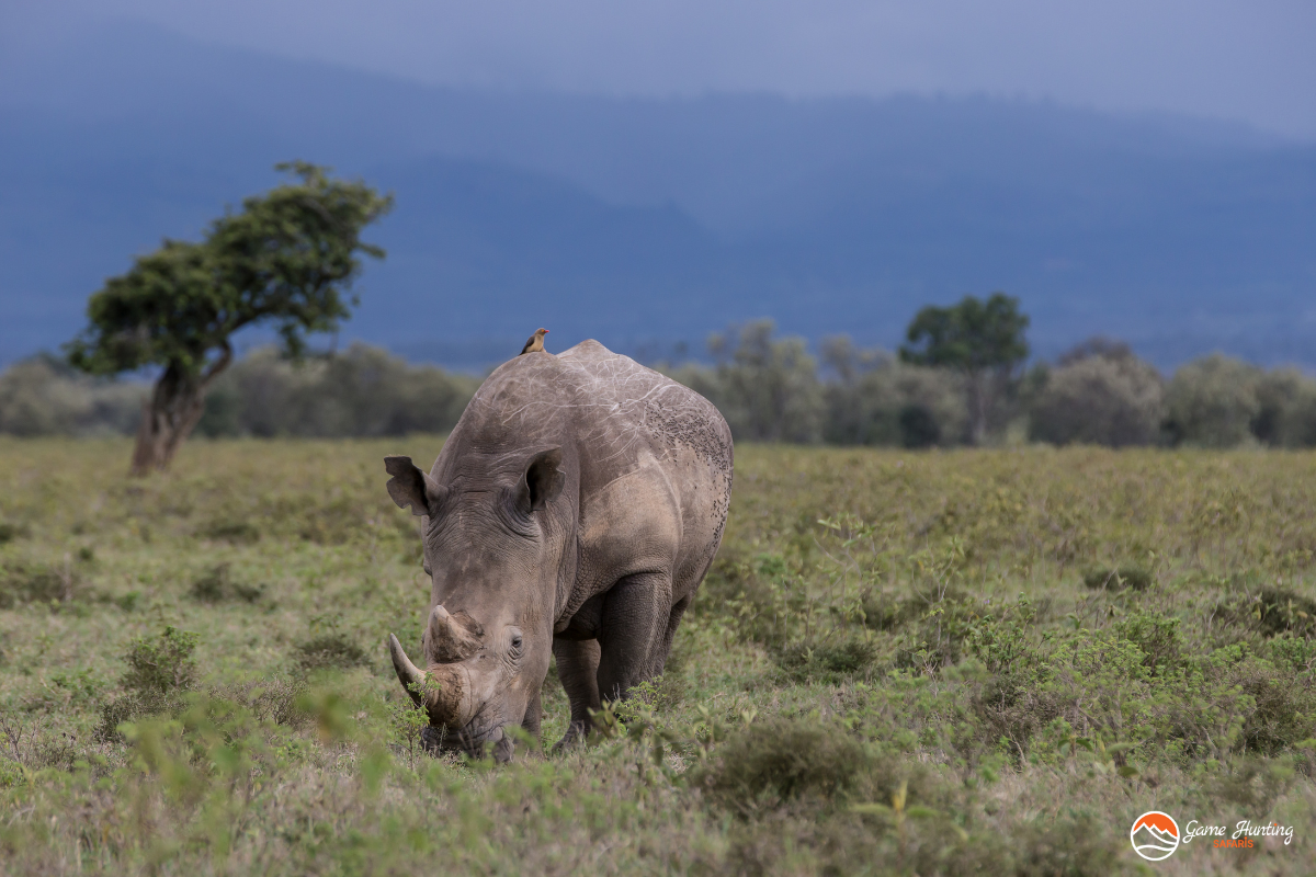 Rhino Hunting in South Africa_White Rhino grazing