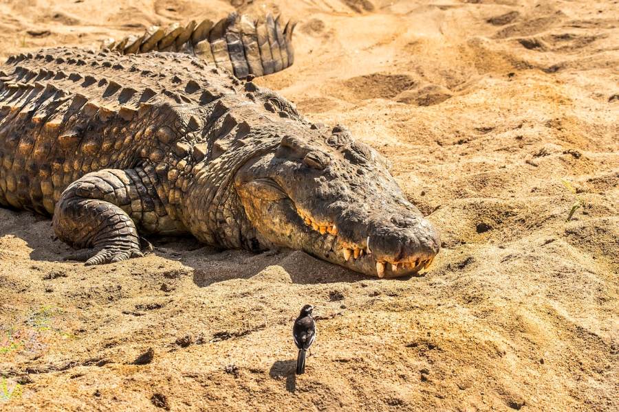 Nile Crocodile