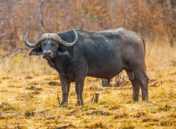 Buffalo Hunting in Uganda