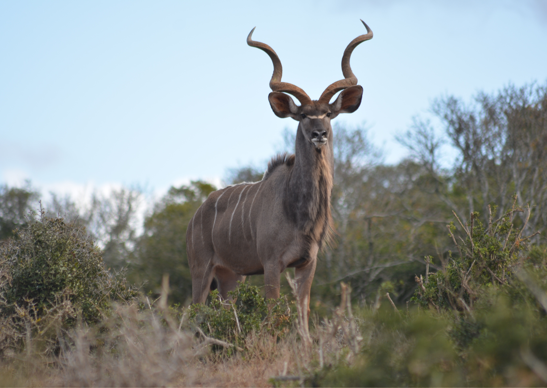 Hunting in South Africa: An Honest Guide for North American Hunters