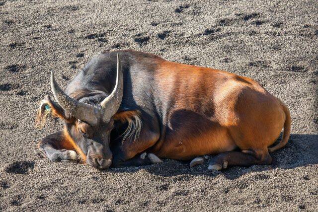 Forest Buffalo Hunting in Gabon