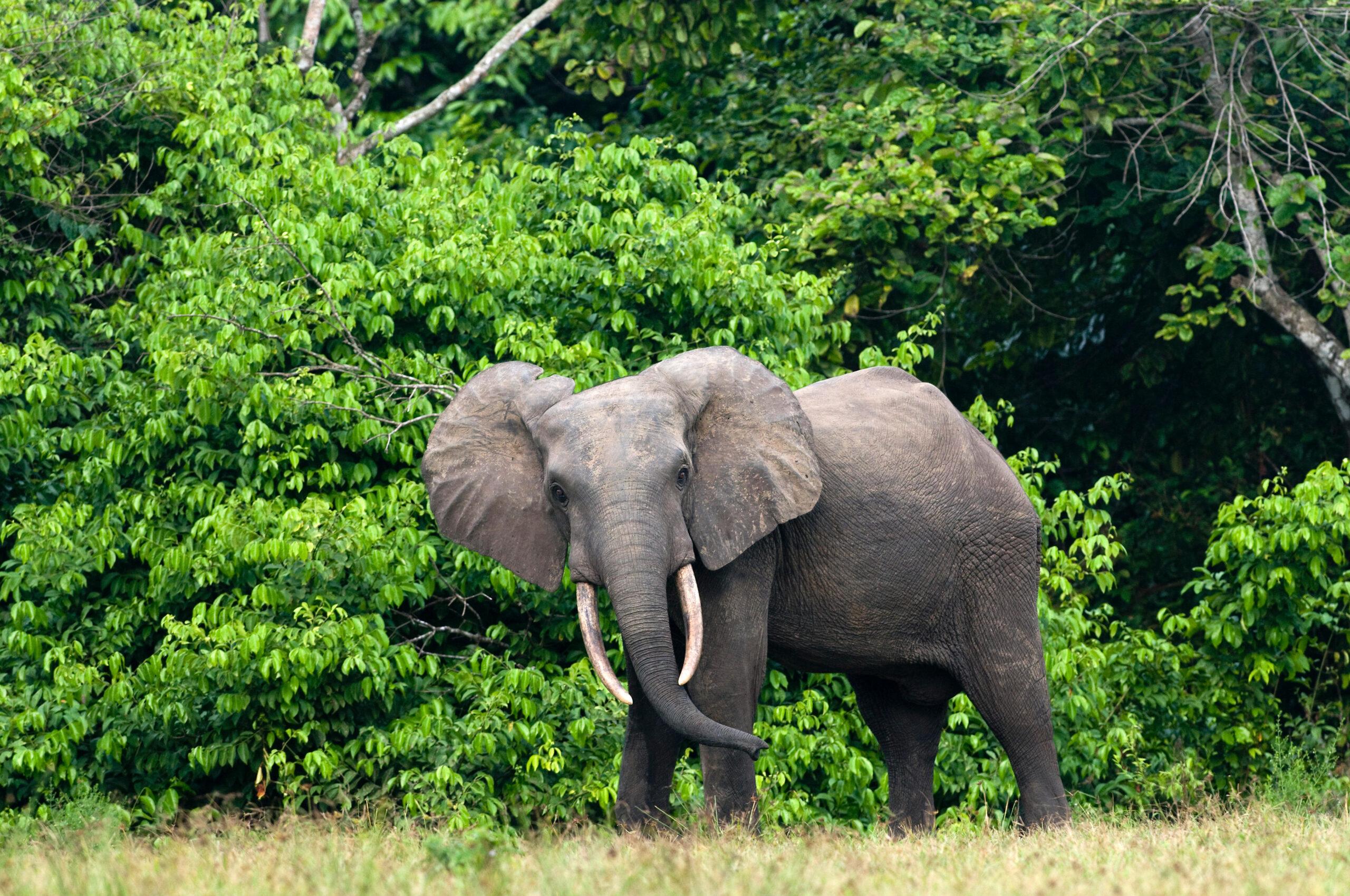 Forest Elephant Hunting in Gabon: What It’s Really Like (And What Most Hunters Misunderstand)