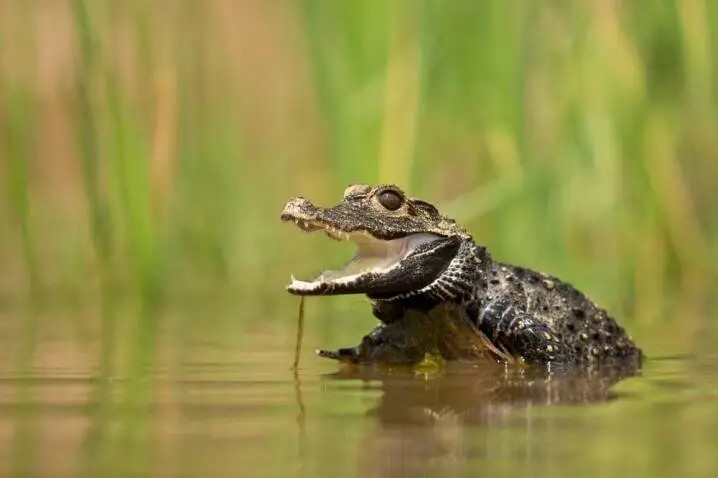 Dwarf Crocodile Hunting in Gabon: Why Rainforest Crocodile Hunts Are Different