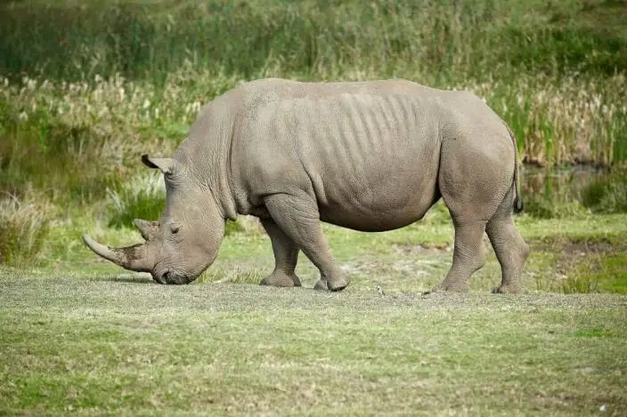 Rhino Hunting in South Africa: What Most Hunters Get Wrong