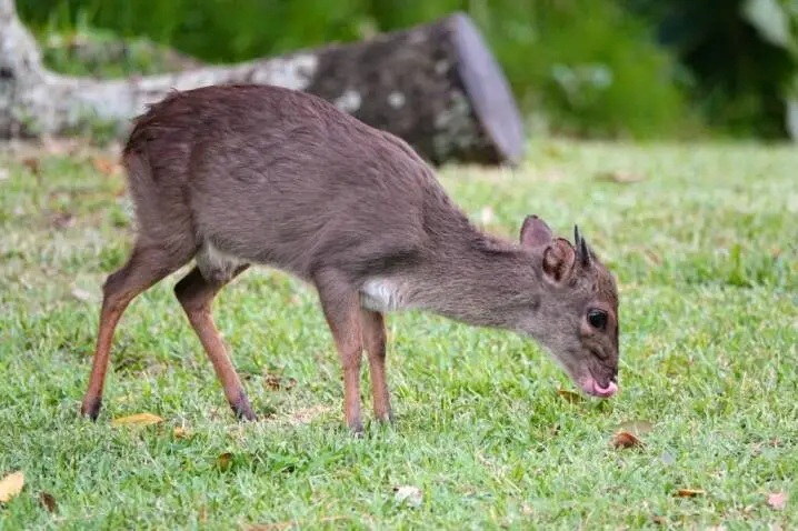 Blue Duiker Hunting in Gabon