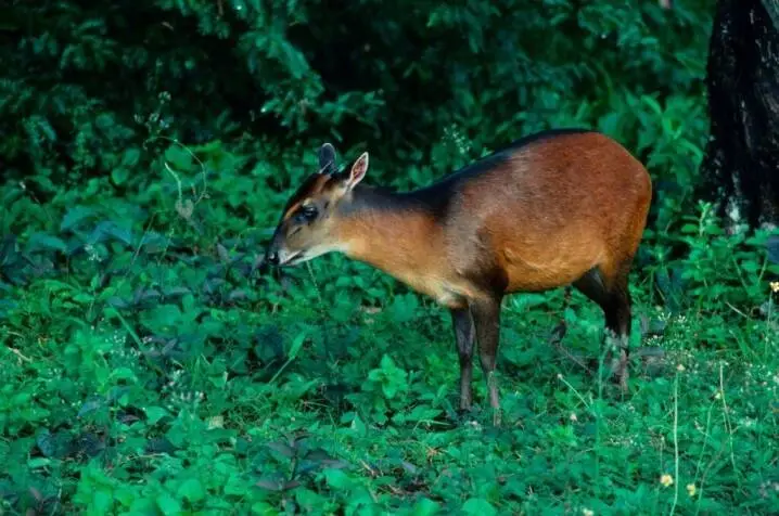 Bay Duiker Hunting in Gabon: What Rainforest Encounters Are Really Like