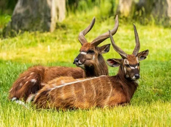 Sitatunga Hunting in Gabon: What Makes Rainforest Hunts Different