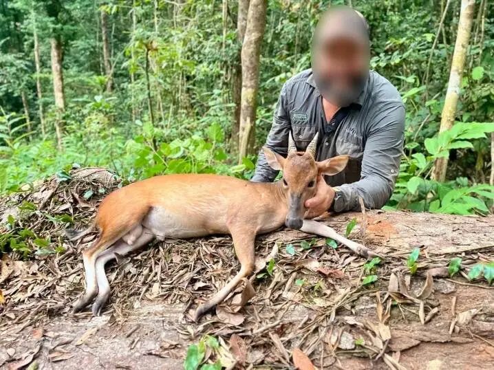 Ogilby’s Duiker Hunting in Cameroon: What to Expect