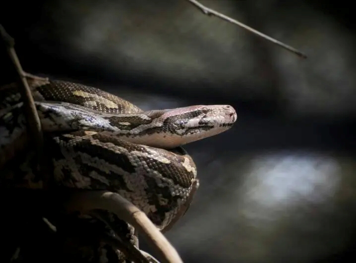 Central African Rock Python Hunting in Cameroon
