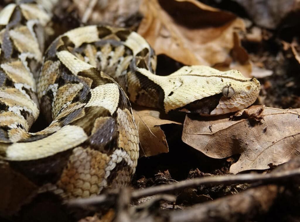 Gaboon Viper Hunting in Cameroon