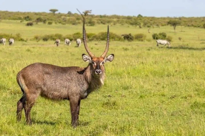 Defassa Waterbuck Hunting in Cameroon