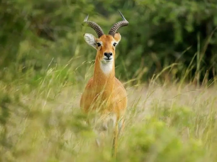 Kob