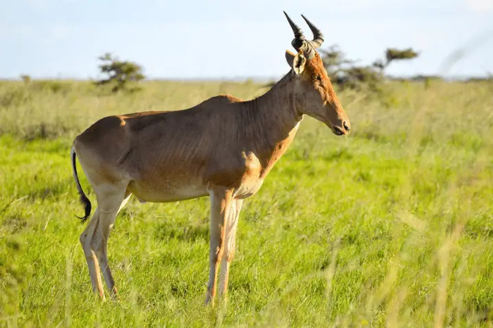 Jackson’s Hartebeest Hunting in Uganda: Areas, Trophy Quality & Safari Guide