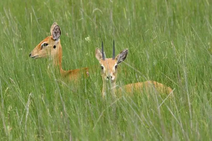 Oribi