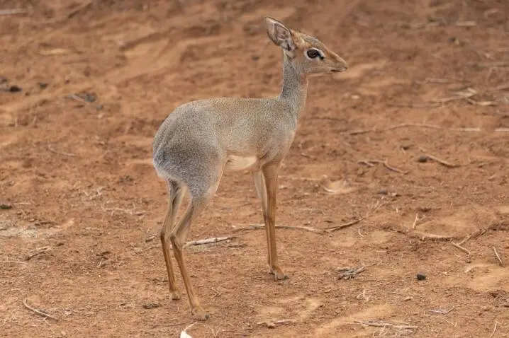 Gunther's Dik-Dik
