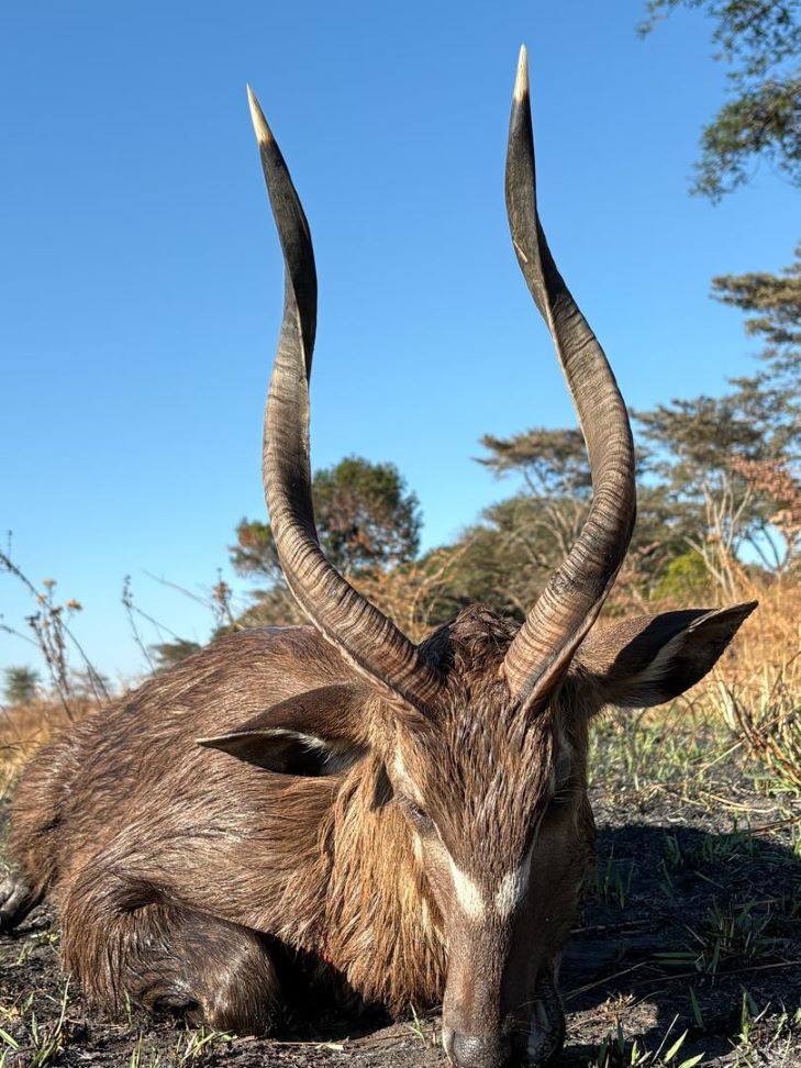Hunting in Africa: Pursuing the Elusive Sitatunga
