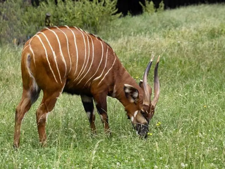 Bongo Hunting in Congo: Africa’s Rainforest Giant