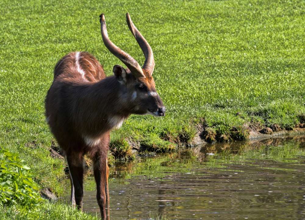 Sitatunga Hunting in Congo: Africa’s Most Elusive Swamp Antelope