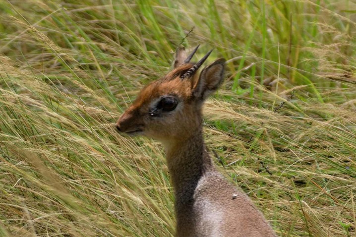 Bates’s Pygmy Antelope Hunting in Congo: Rare Forest Species