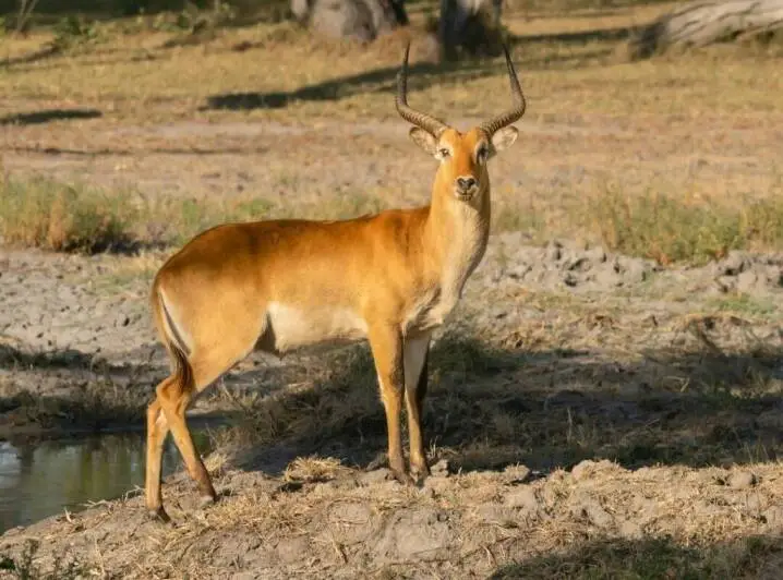 Kafue Lechwe Hunting in Zambia: Icon of the Floodplains