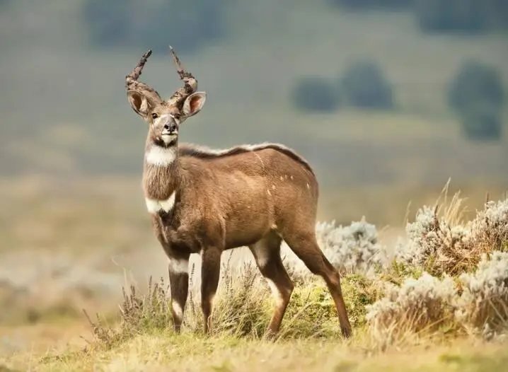 Where to Hunt Mountain Nyala in Ethiopia