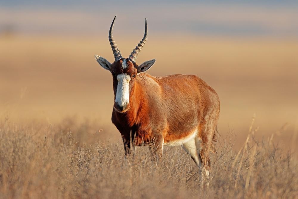 Blesbok Hunting in Namibia