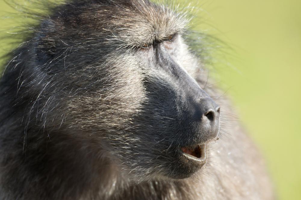 Hunting Baboon In South Africa